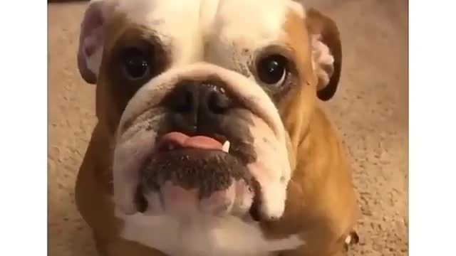 Funny Funny Dog