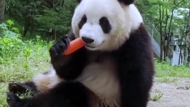 A Panda Picnic