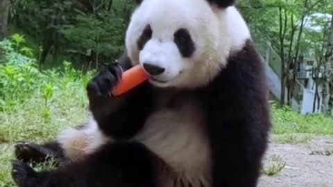 A Panda Picnic