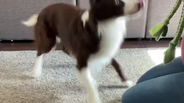 Funny Dogs Training