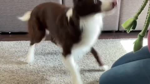 Funny Dogs Training