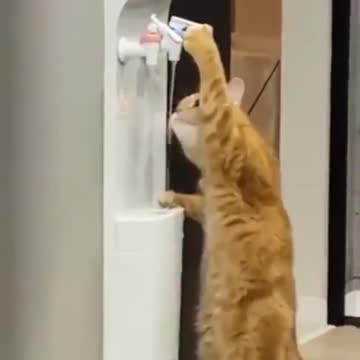 ΓΑΤΑ ΠΙΝΕΙ ΝΕΡΟ-ΑΠΙΣΤΕΥΤΟ ΒΙΝΤΕΟ