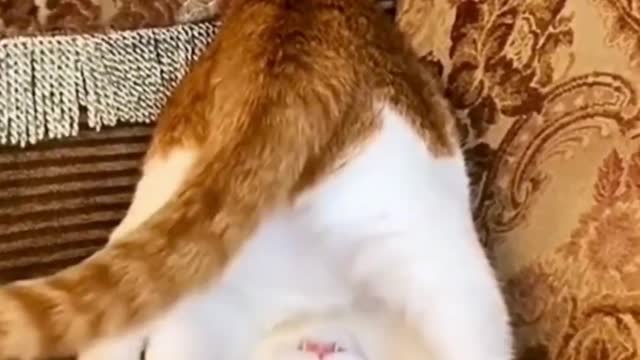 Funniest Animals Video Best Cats and Dogs