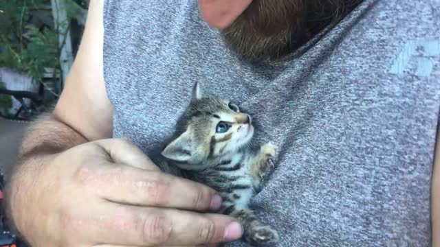 Cute Hissing Kitten