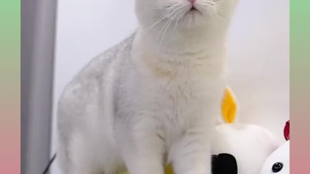 Funny and Cute Cat