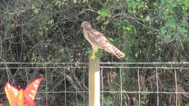 Hawk at the Ranch