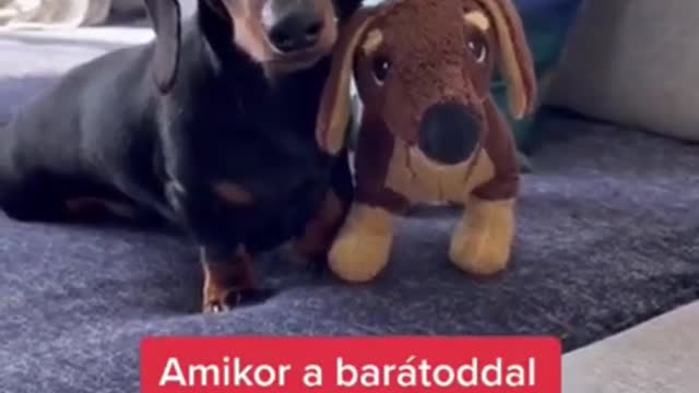 Funny video of pets