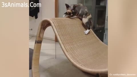 CATS will make you LAUGH YOUR HEAD Funny CAT compilation