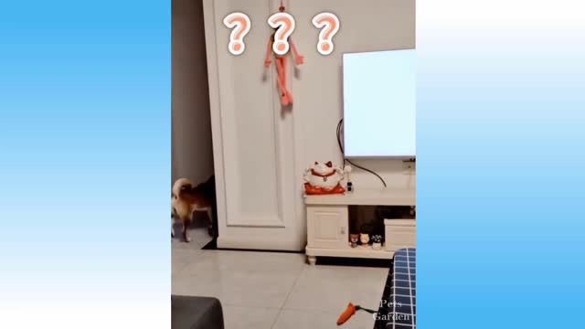 🤣 Funniest 🐶 Dogs and 😻 Cats - Awesome Funny Pet Animals Videos 😇, Funny Animals' Life,