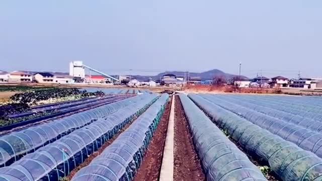 Hidroponik-Modern agriculture vegetable plantation in Japan