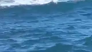 Seal savagely destroys octopus