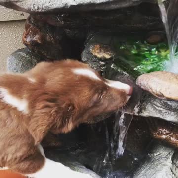 Border Collie Puppy Drinks From Fountain