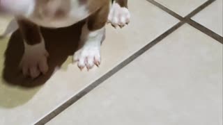 Zeus video