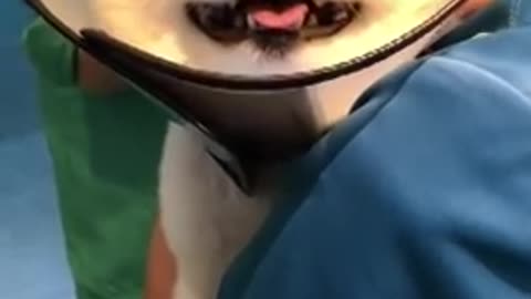Funny video of dogs getting injection !!!!