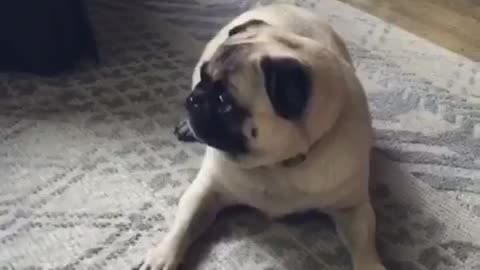 Small pug is scared of stuffed brown bear