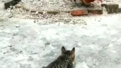 cute cat funny videos 😍😹 funny moments
