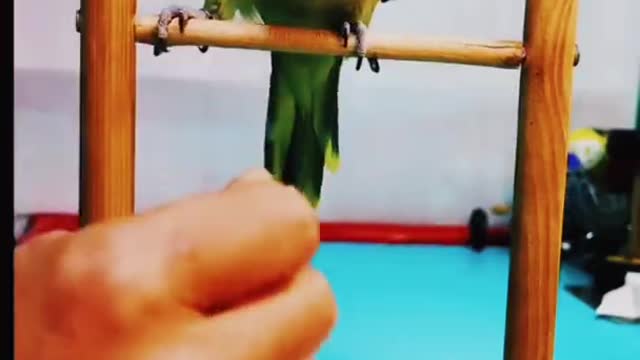 parrot playing with a stick stand