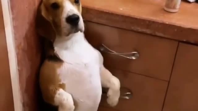 🎀 Bora tomar um banho TED 🌧️ meu cachorro quando não quer tomar banho