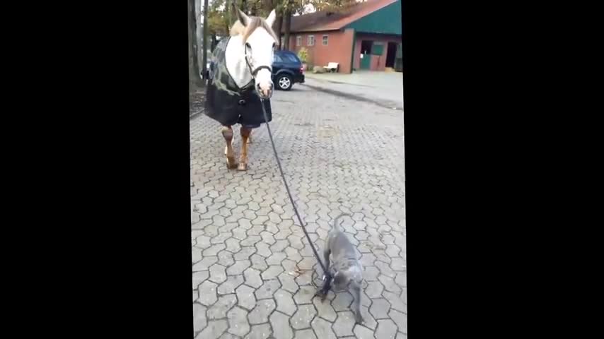 Baby dog walking with horse!