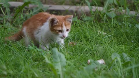 Cats compilation Videos