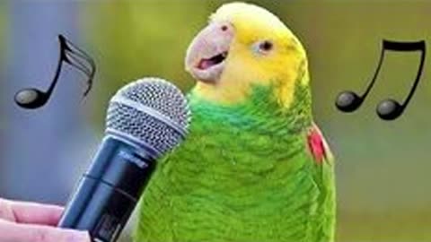 Funny Parrot Talking 🦜- CUTE Birds Doing Funny Things