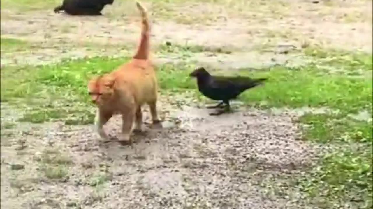 More than best funny animal videos