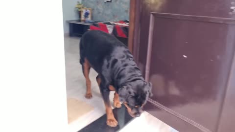 Cute dog missing it owner (bhaiyaji) ! Emotional dog video!