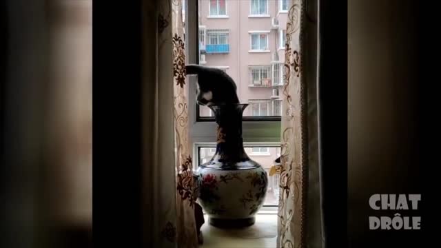 Unbelievable and funniest cats