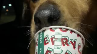 Senior Foster Dog Enjoys a Puppacino