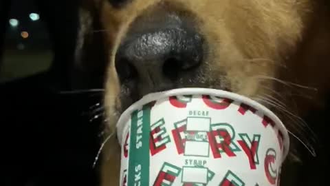 Senior Foster Dog Enjoys a Puppacino