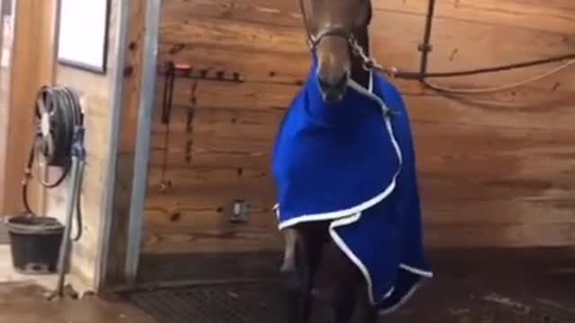 Funny Cute Dog videos 😂🔥😹 🤣 Try to not laugh challenge🤣 🐶 #shorts