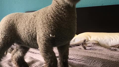 Pet Sheep Occupies Hotel Room