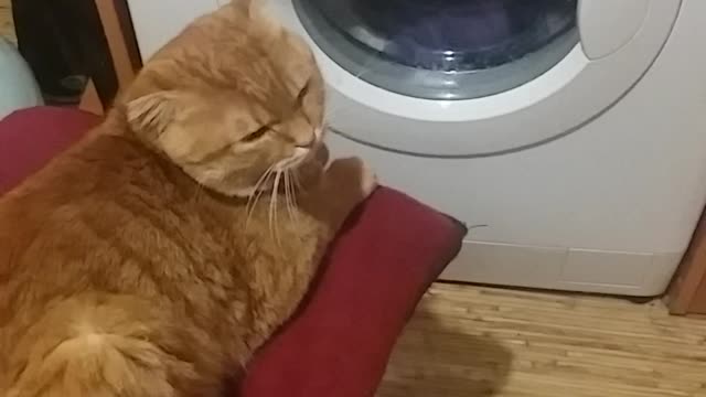 the cat is watching