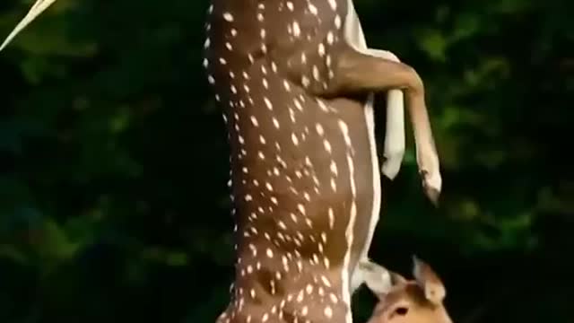 A Deer Standing On his legs