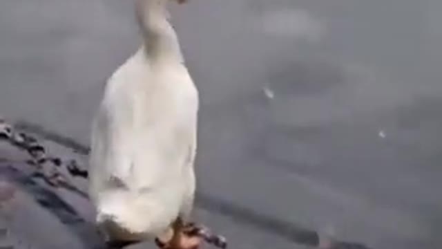 Duck off will....😄😄😄
