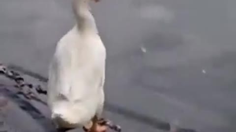Duck off will....😄😄😄