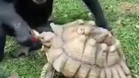 Solidariedade animal