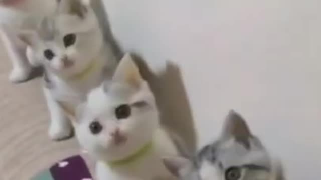 Funny Cat Videos🐱