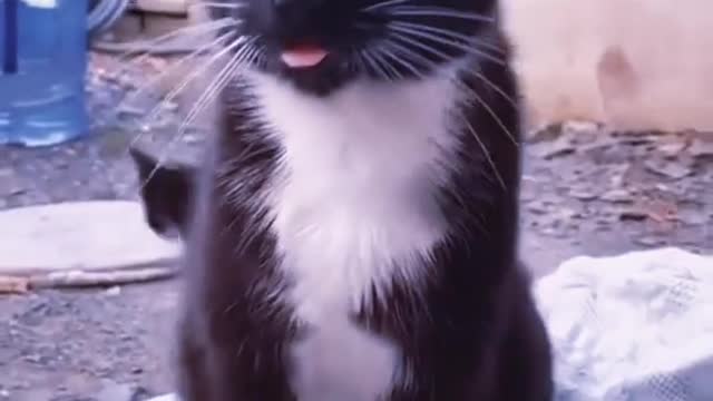 Dalmatian Puppy Preciously Plays With Elderly Cat