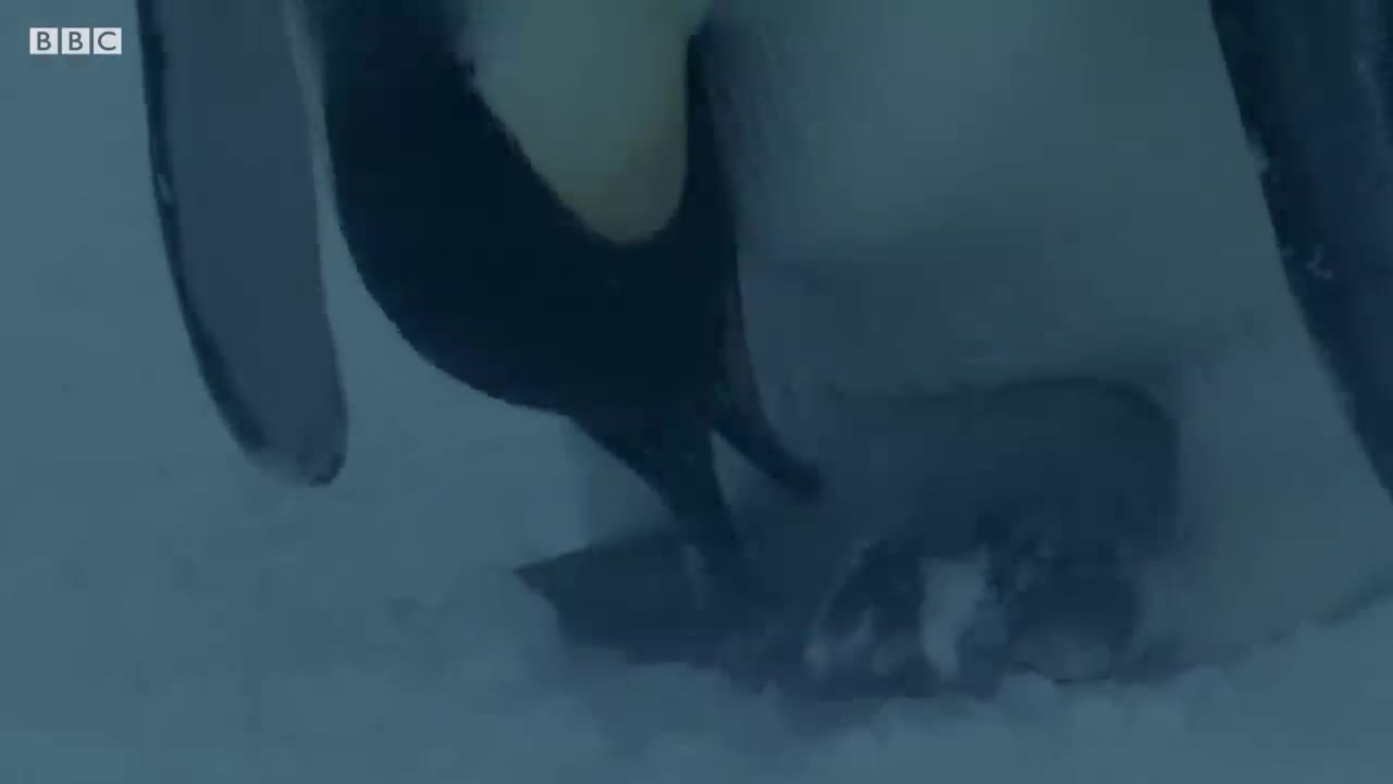 Baby Penguin Must Find Mom Before Freezing