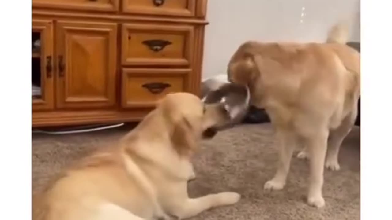 Why is the neighbor’s golden retriever pregnant?