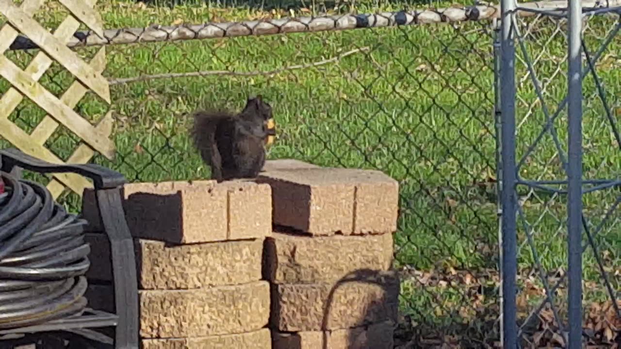 Sharing the corner of my Sammich with a Visitor...