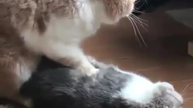 Cat Making Masaj to Another