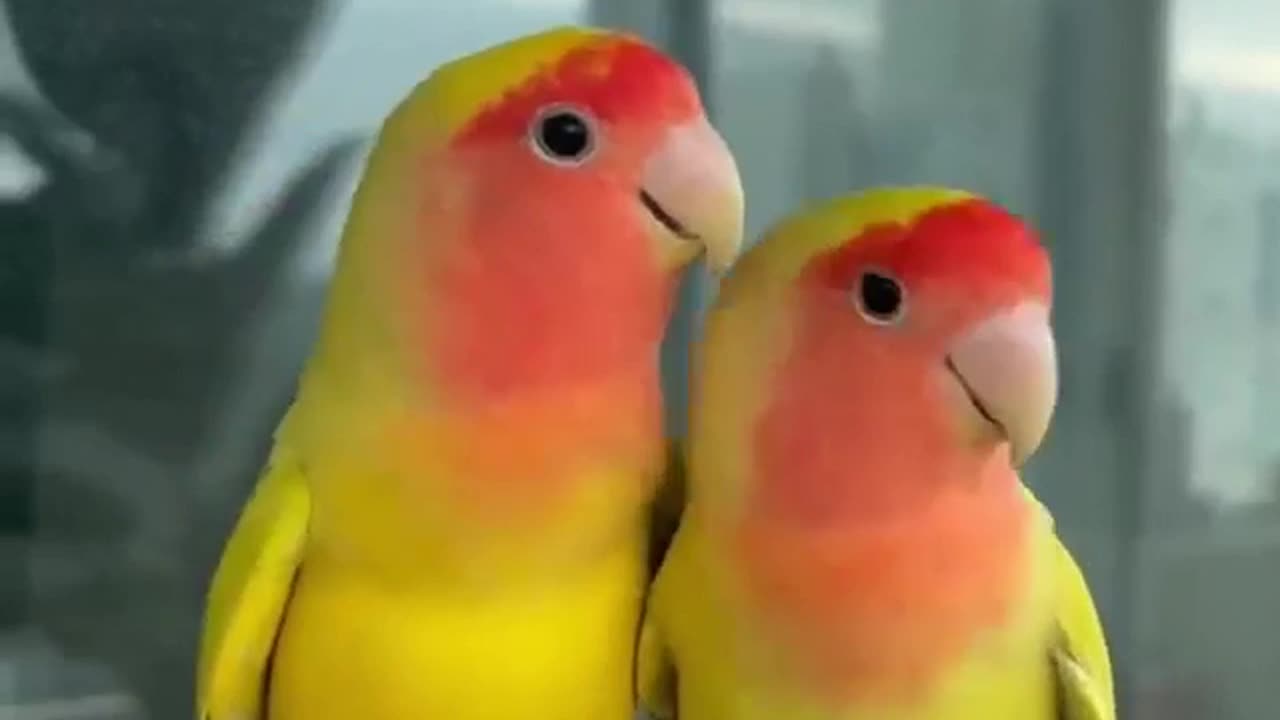 Made for each other #shorts #shortsvideo #video #viral