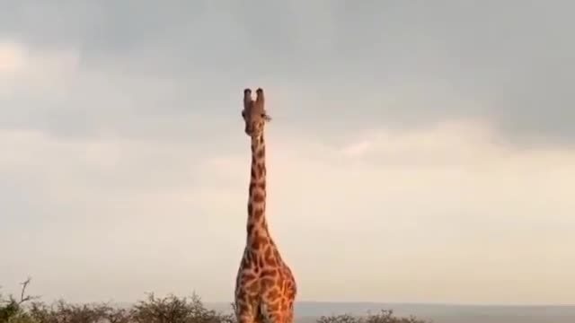 Safari In Tanzania