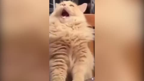 The Best Funny Video Of Cats | Laugh Guaranteed