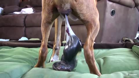 DOG BIRTHING WHILE STANDING !!
