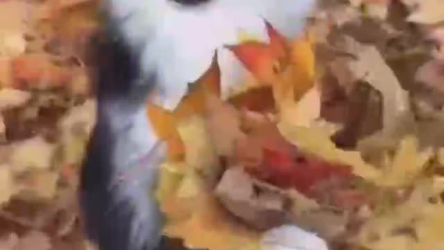 A puppy that can send flowers.