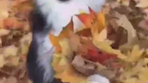 A puppy that can send flowers.
