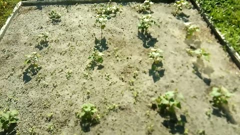 Sweet Potatoes Survival Gardening
